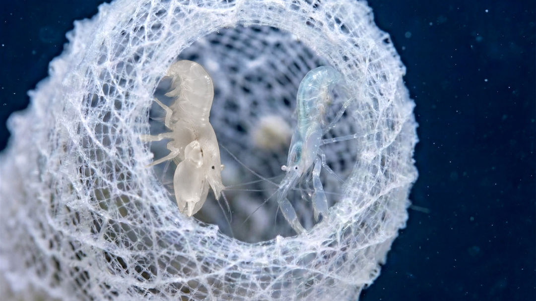 失落的空间水族馆（亚特兰蒂斯） 参考图 1